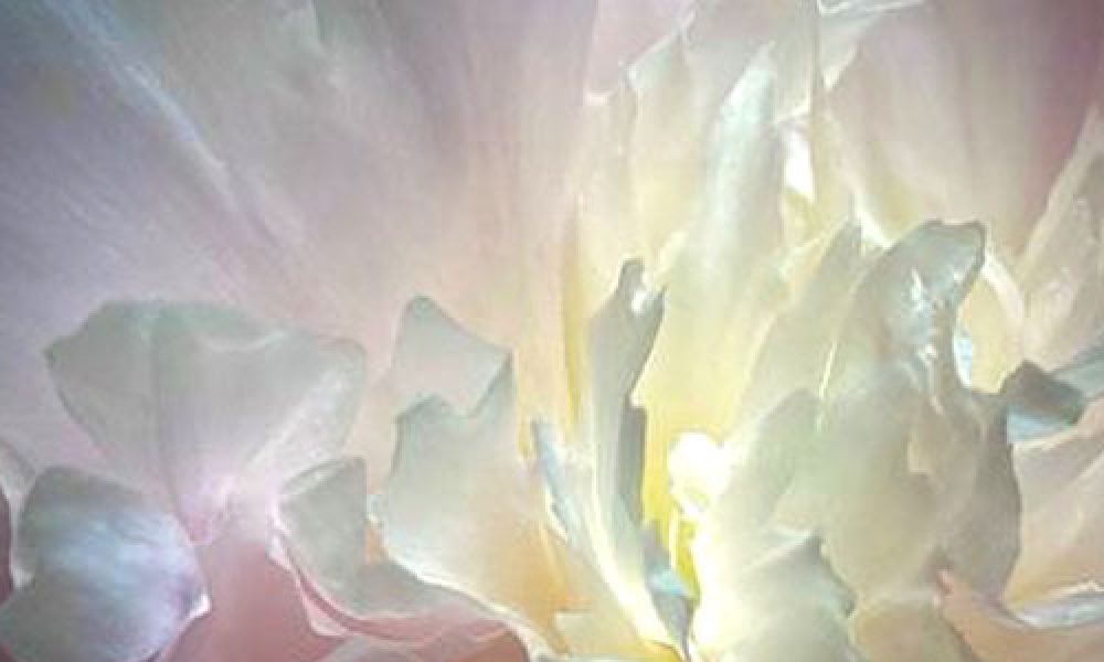 Licht und Frabenspiel einer Blüte in Detailaufnahme