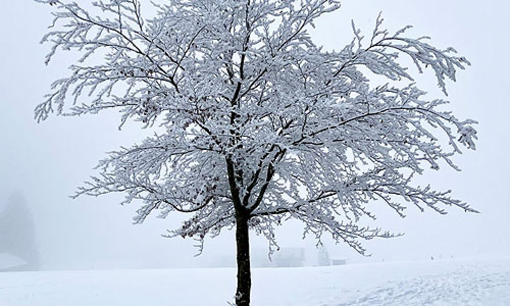 eisbaum-fotodesign-herbstler-portfolio