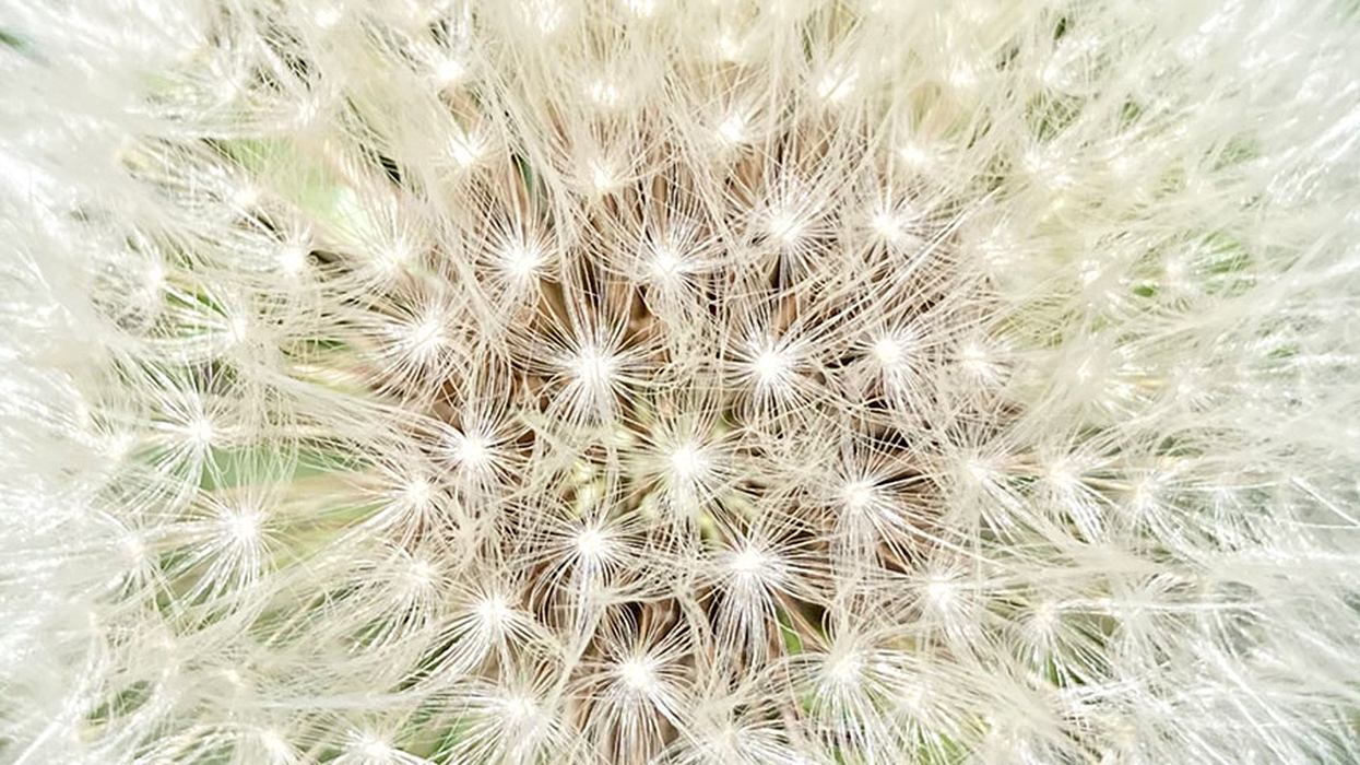 Detailfotografie Pusteblume